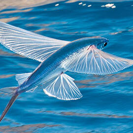 rainbow fish